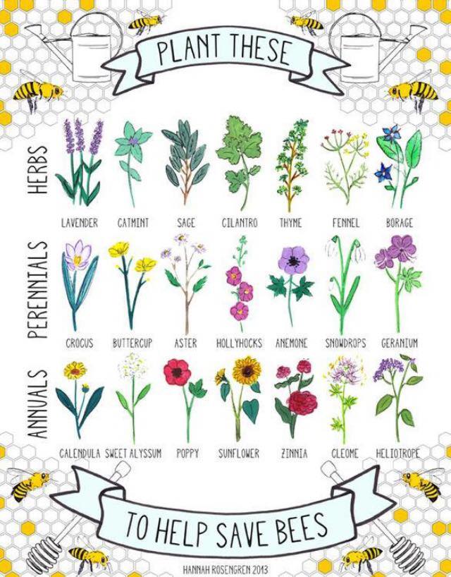 flowers to plant for bees